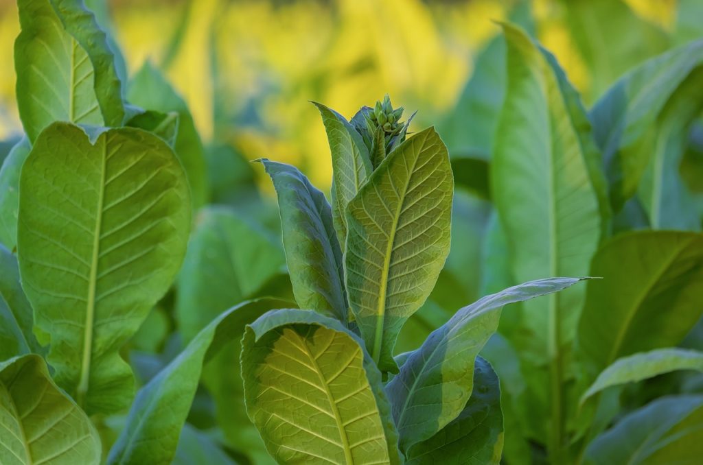 acheter feuille slim en gros à bon prix