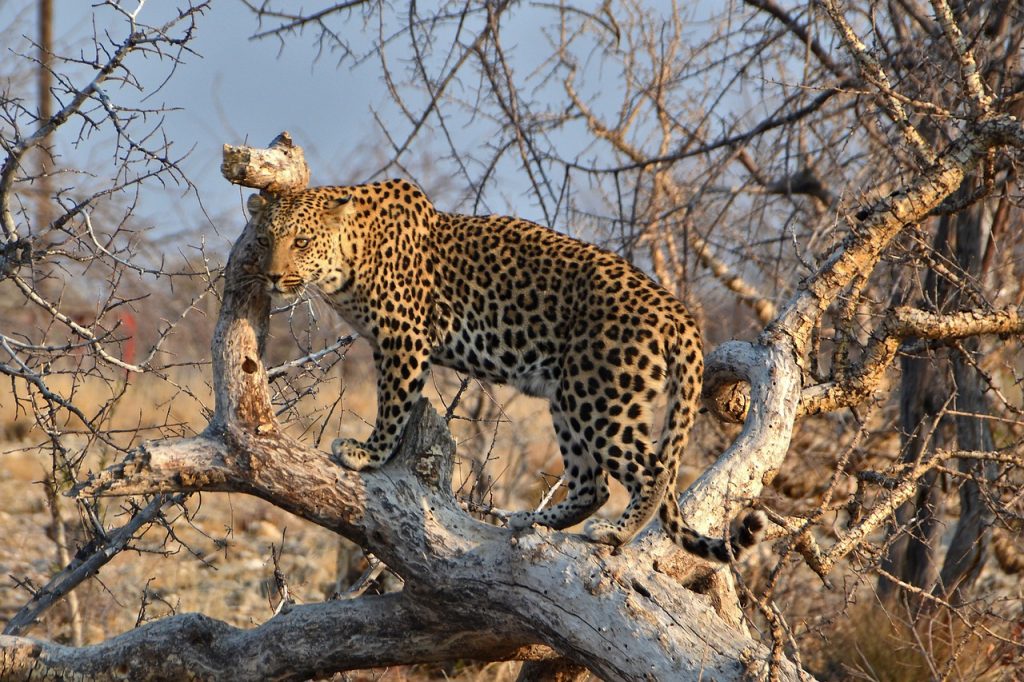 voyage Namibie